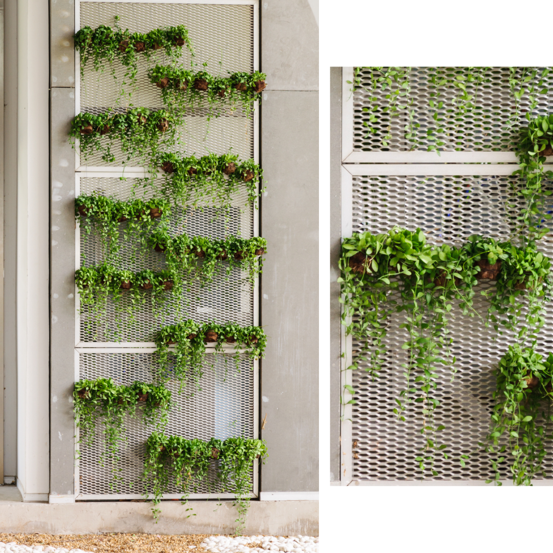 Come arredare e decorare le pareti con le piante Erika Franzoni Interior Designer Intuizioni d'arredo